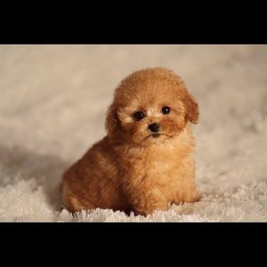 Meet your Posher, Alissa